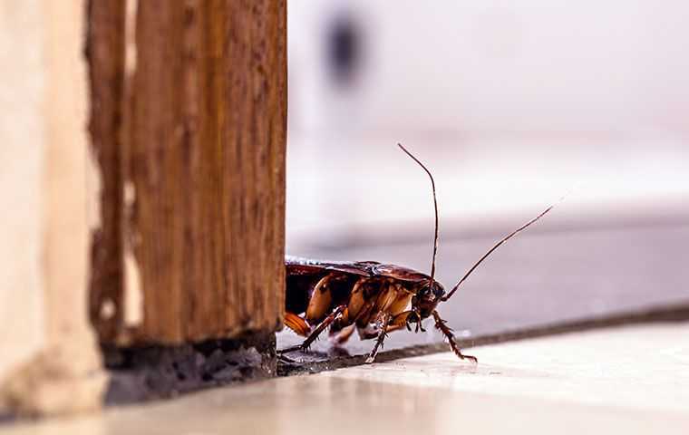 coackroach on ground