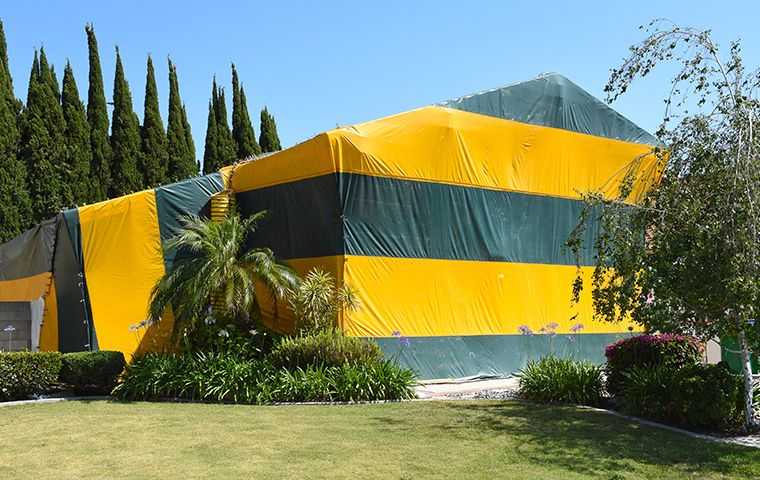 Pest Problems? Discover The Power Of Fumigation For A Pest-Free Home In ...