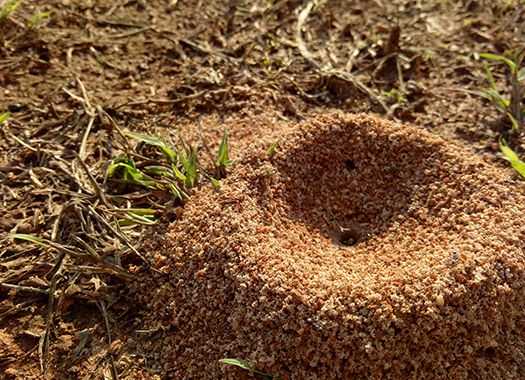 Ant Control 101: A Helpful Guide For Orange County Homeowners | The ...