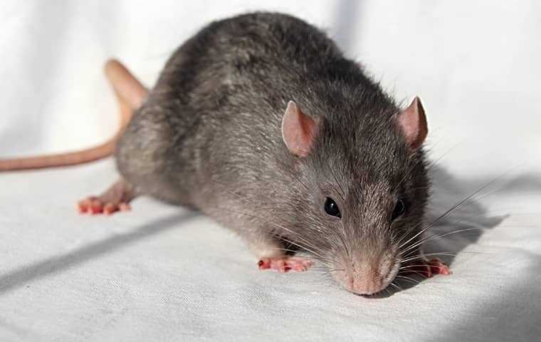 norwat rat crawling on a sheet