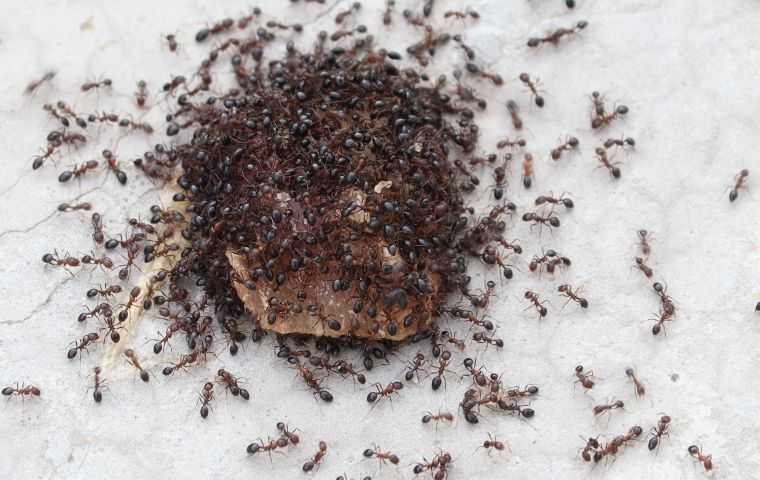 ants swarming food