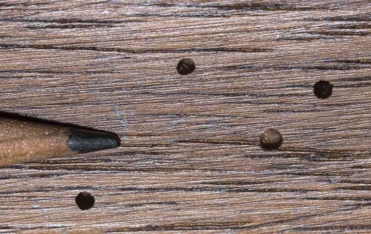 powder post beetle holes in wood