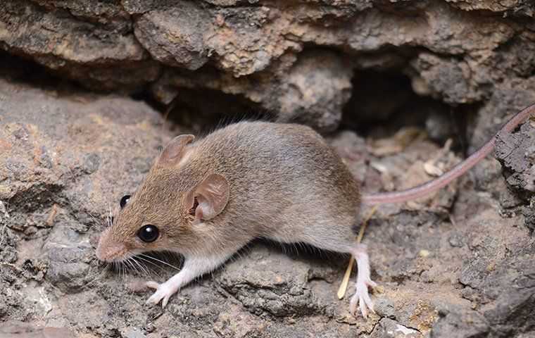 a mouse on a rock