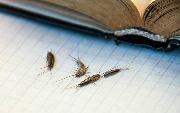 silverfish on graphing paper