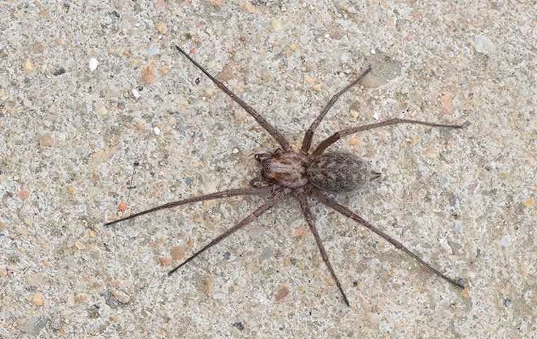 spider on a sidewalk